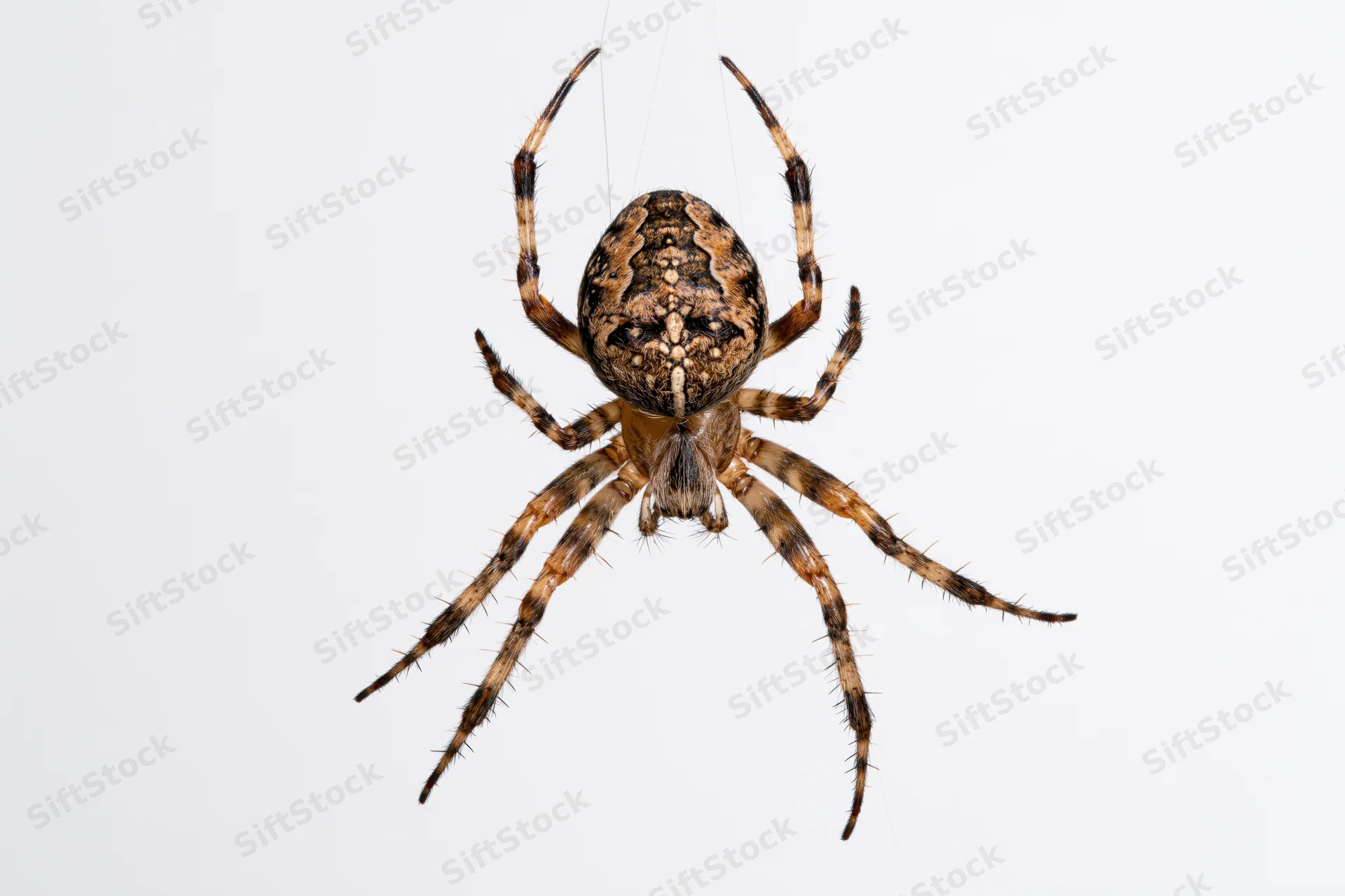 Orbweaver spider hanging from a single silk thread against white background