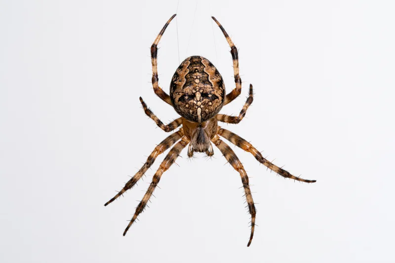 Orbweaver spider hanging from a single silk thread against white background