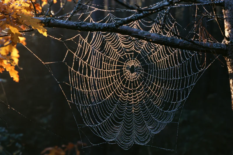 Dew-covered orb-weaver spiderweb glowing in morning light between tree branches in a forest with autumn leaves