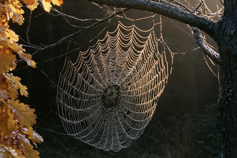 Dew-covered orb-weaver spiderweb between tree branches in a forest at morning light