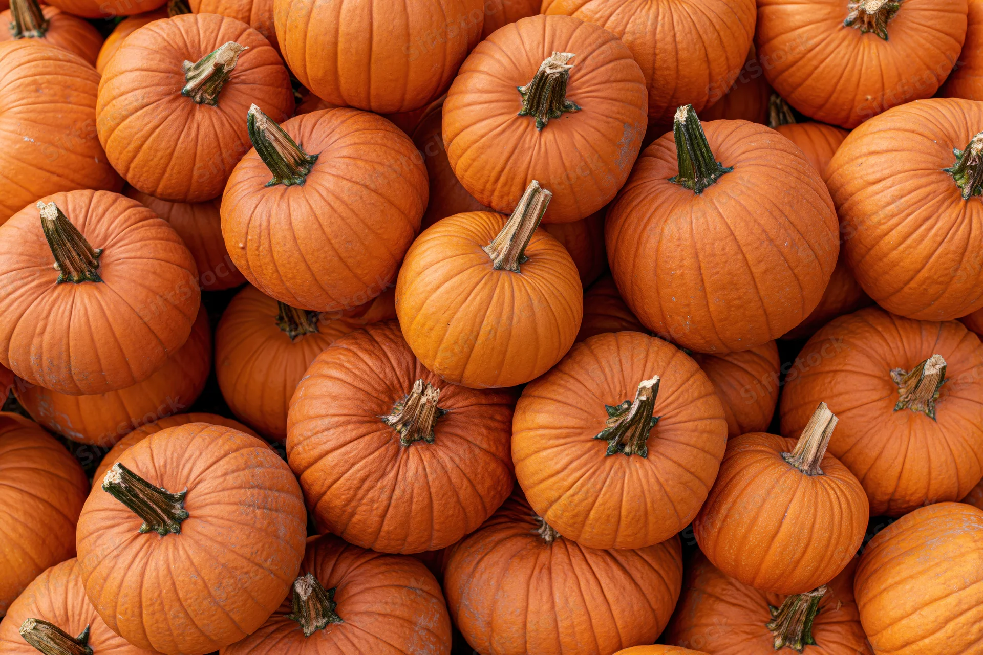Large pile of orange harvest pumpkins stacked together filling the frame