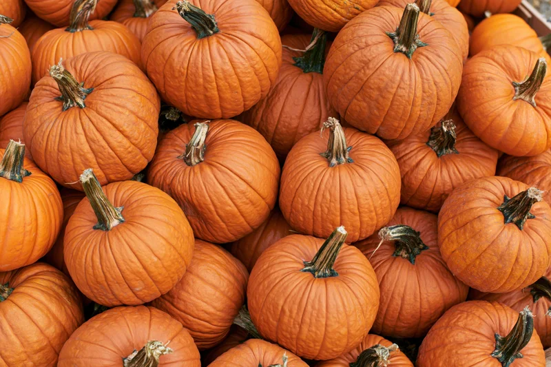 Large pile of orange harvest pumpkins stacked together filling the frame