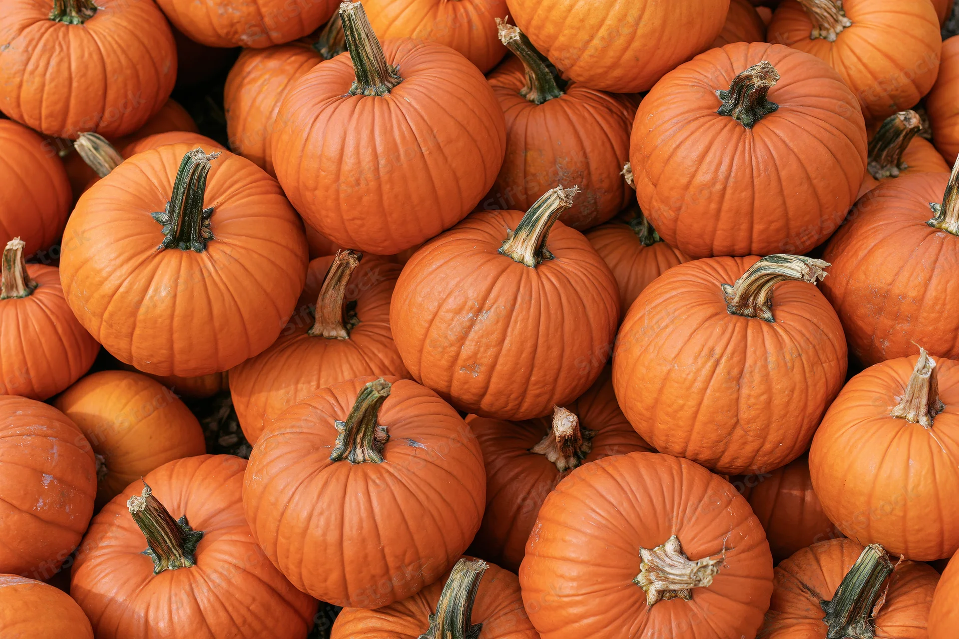 Large pile of orange harvest pumpkins stacked together filling the frame