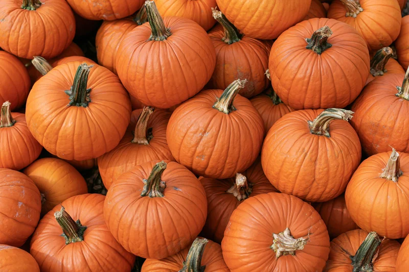 Large pile of orange harvest pumpkins stacked together filling the frame