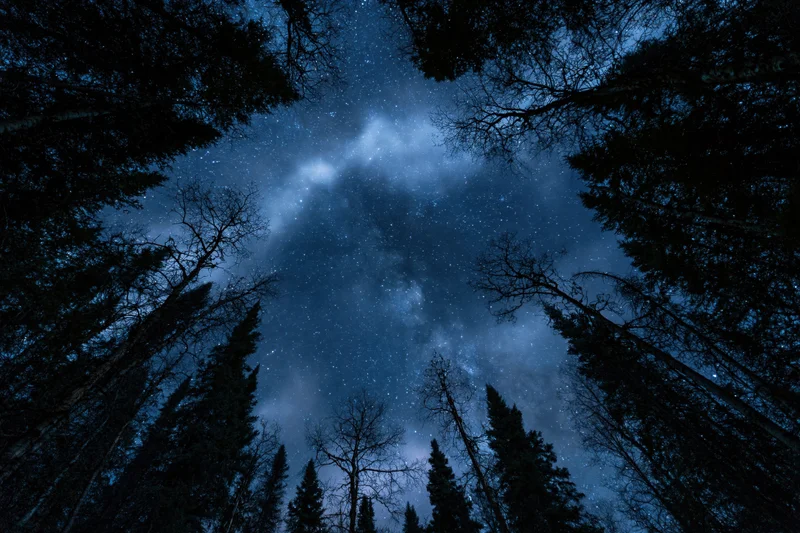 View of star-filled night sky through tall trees in a boreal forest clearing