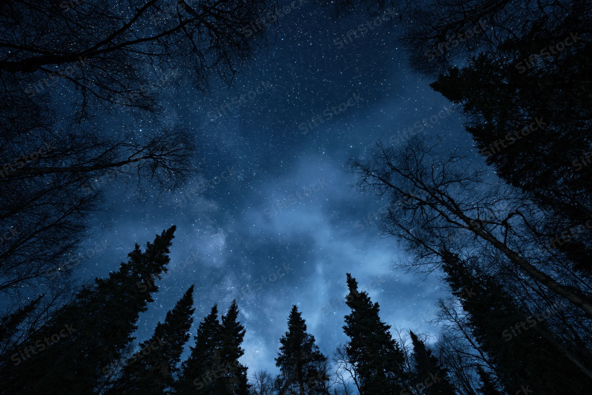 View of starry night sky through bare trees in a boreal forest clearing