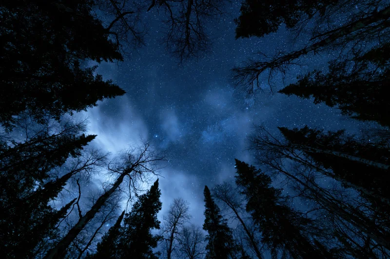 Upward view through boreal forest trees at star-filled night sky