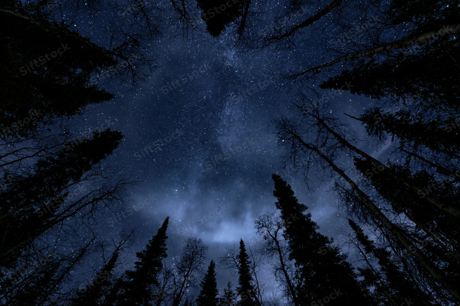 Upward view through a boreal forest canopy at night showing stars and milky way