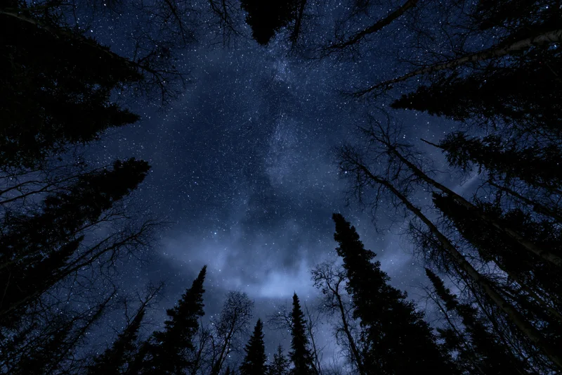 Upward view through a boreal forest canopy at night showing stars and milky way
