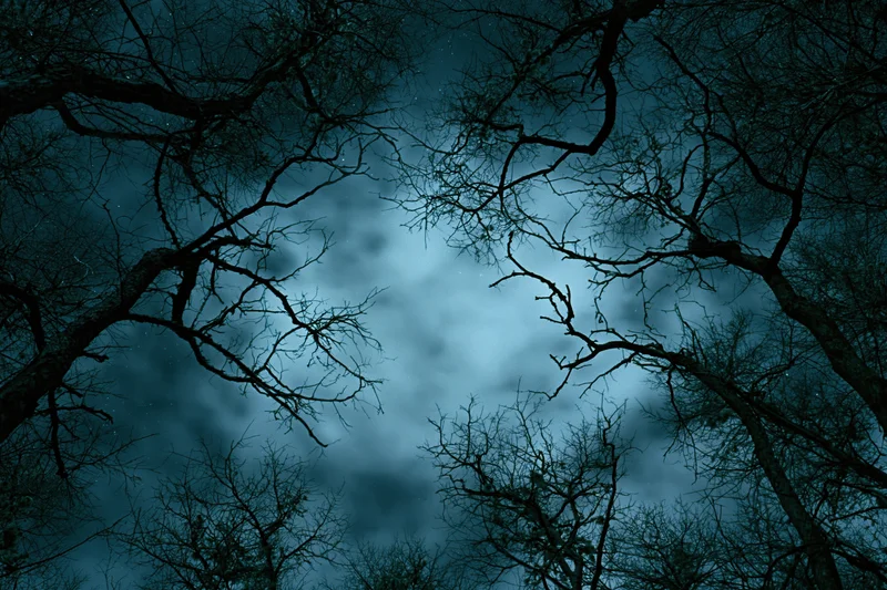 Bare gnarled tree branches silhouetted against a cloudy night sky with moonlight filtering through the forest canopy