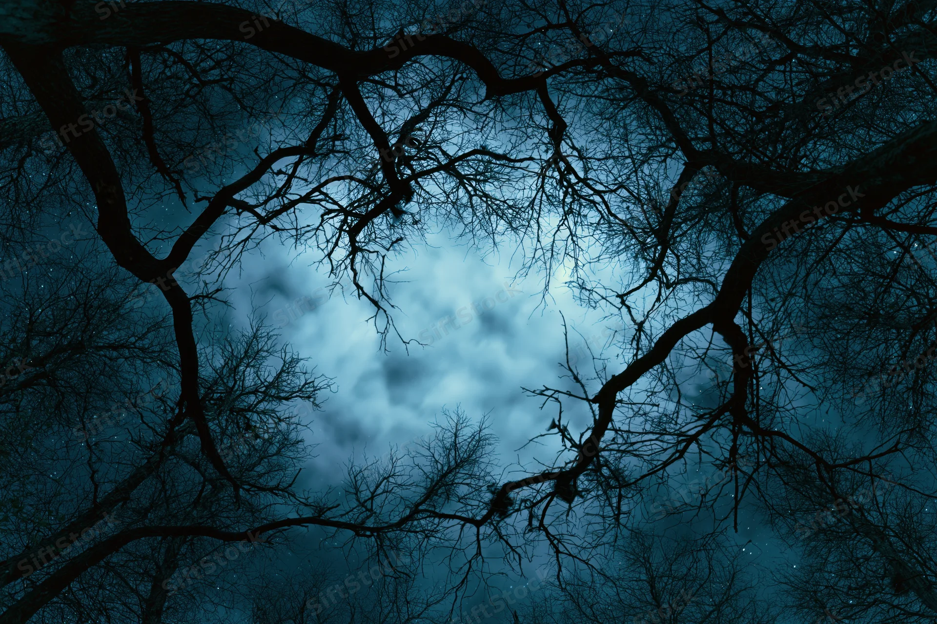 Bare tree branches silhouetted against a moonlit cloudy night sky in a forest