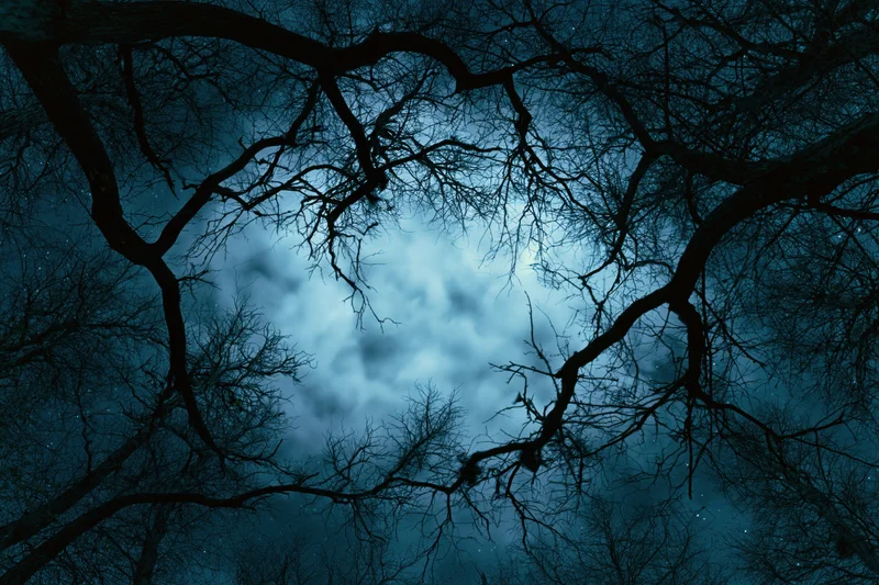 Bare tree branches silhouetted against a moonlit cloudy night sky in a forest