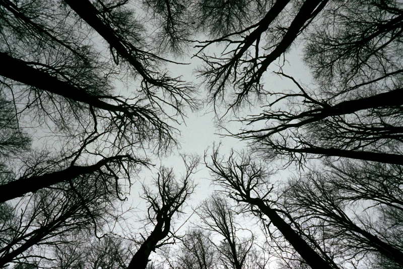 Upward view through bare deciduous trees in a dense forest canopy against overcast sky
