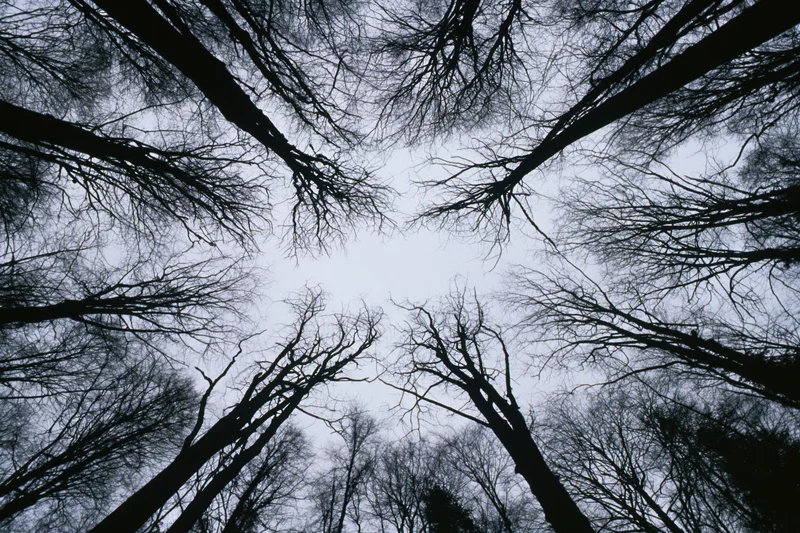 Upward view through bare deciduous trees in a dense forest against an overcast sky