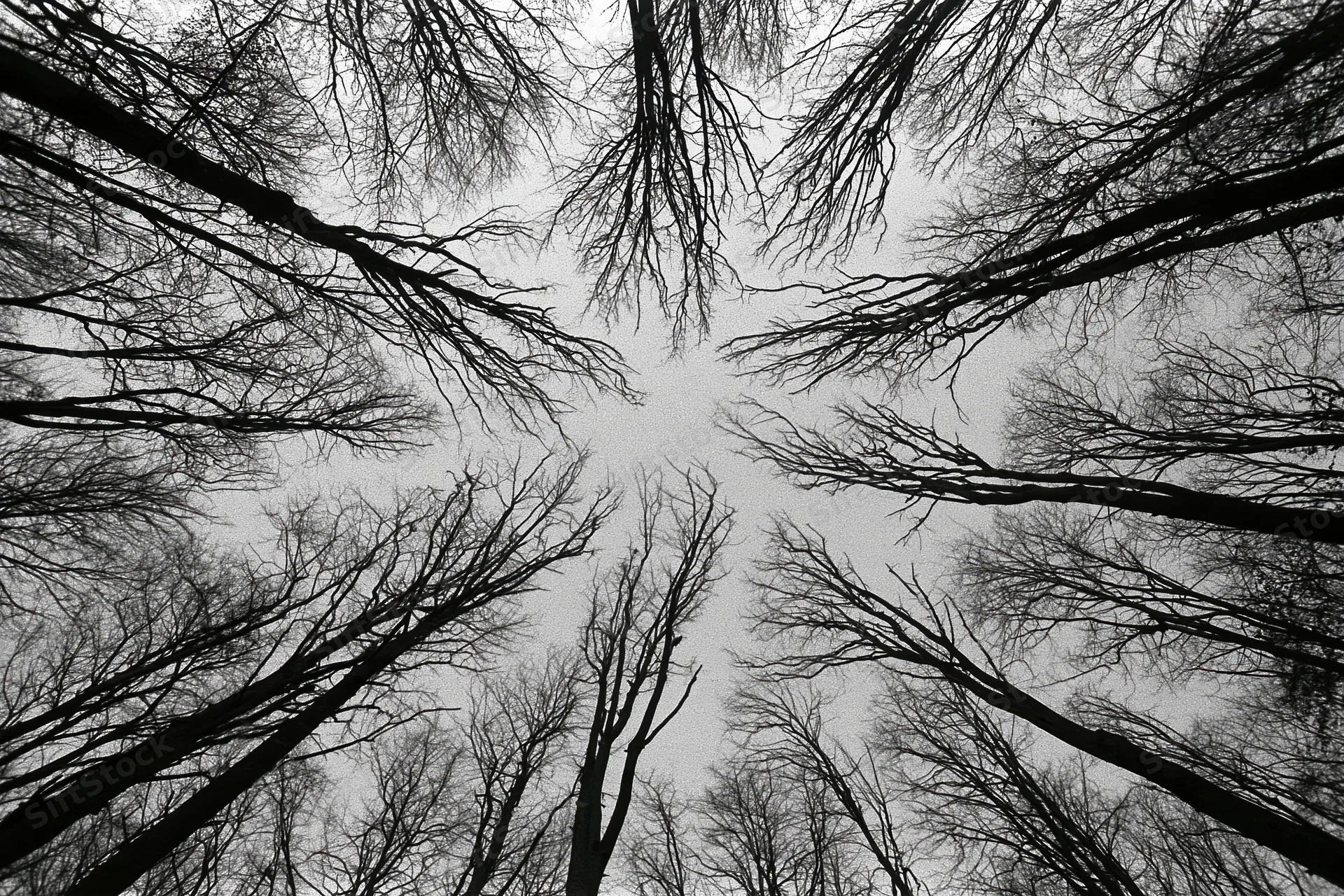 Upward view through bare deciduous trees in a dense forest canopy against an overcast sky