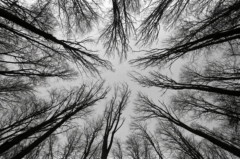 Upward view through bare deciduous trees in a dense forest canopy against an overcast sky