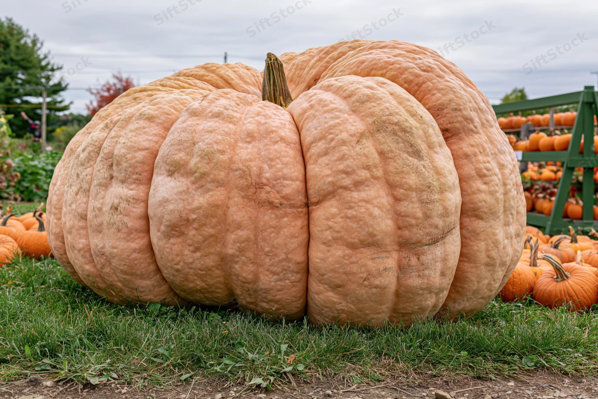 Massive atlantic giant pumpkin resting on grass in a pumpkin patch display