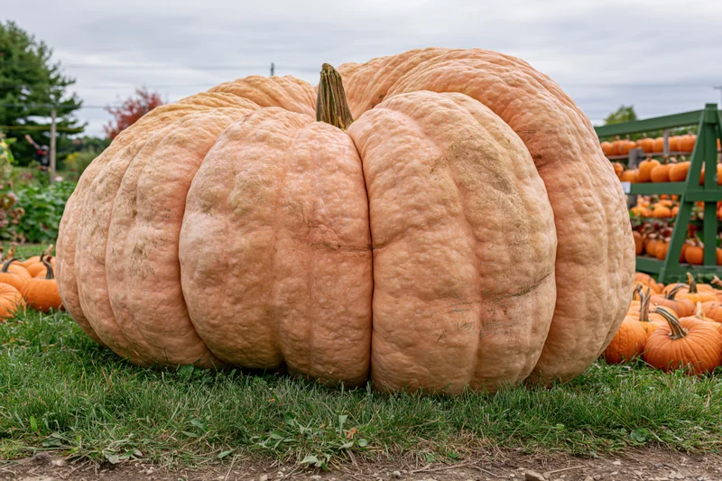 Massive atlantic giant pumpkin resting on grass in a pumpkin patch display