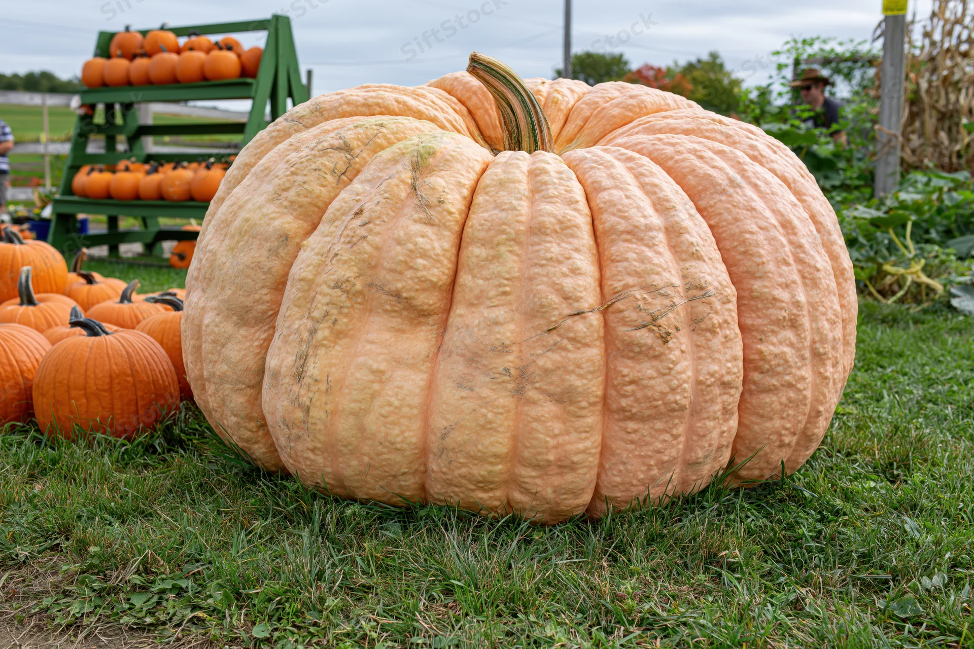 Massive atlantic giant pumpkin resting on grass at a farm field display