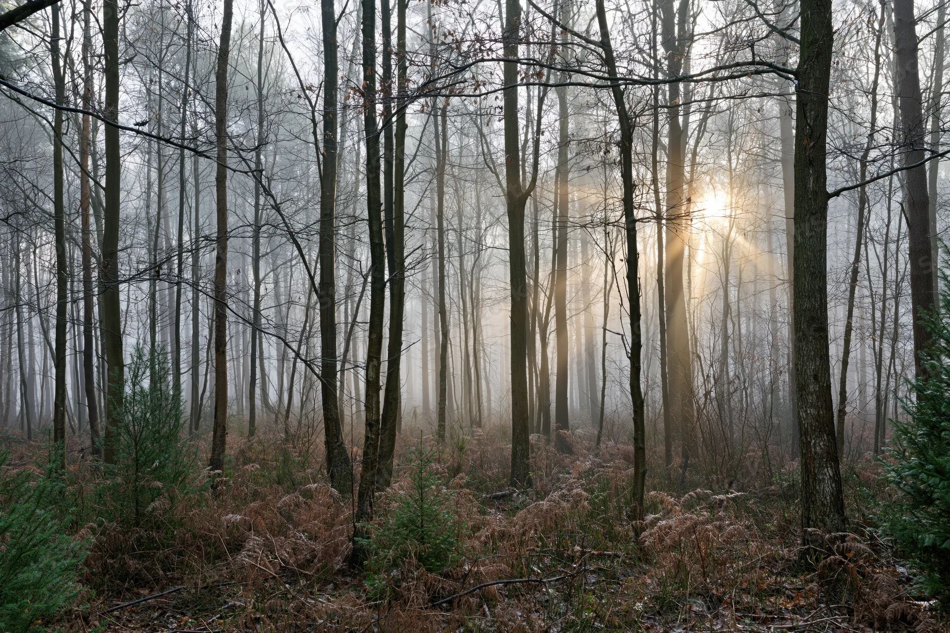 Sunbeams breaking through misty deciduous forest with bare trees and ferns on forest floor