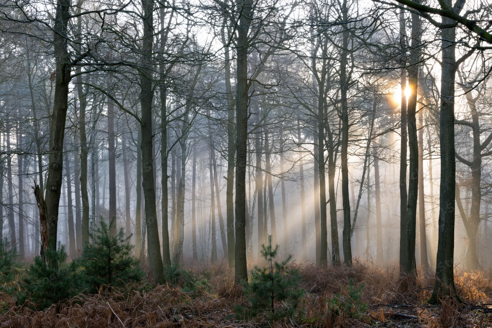 Sunbeams filtering through bare trees in a misty deciduous forest at dawn