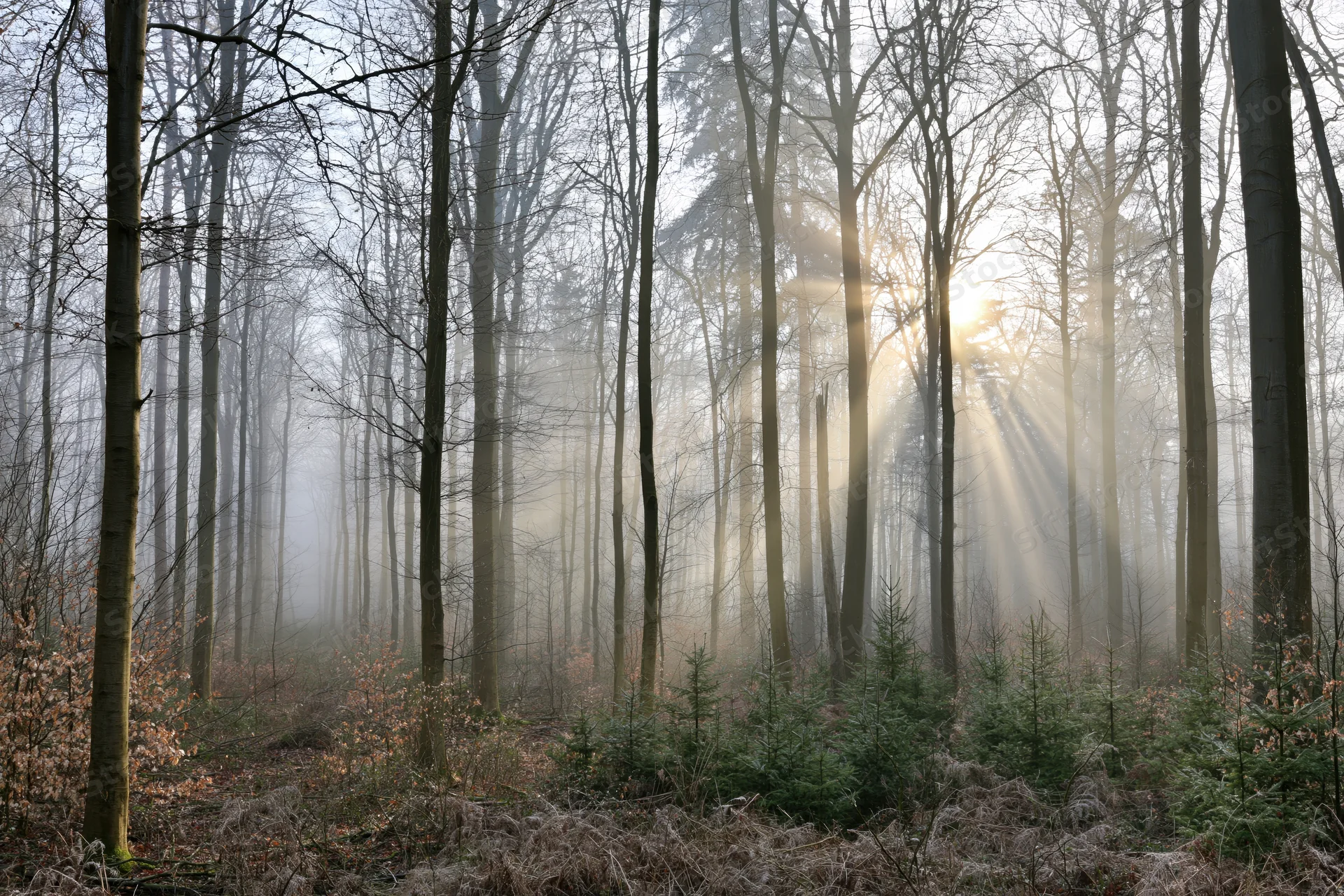 Sunbeams breaking through misty deciduous forest at dawn