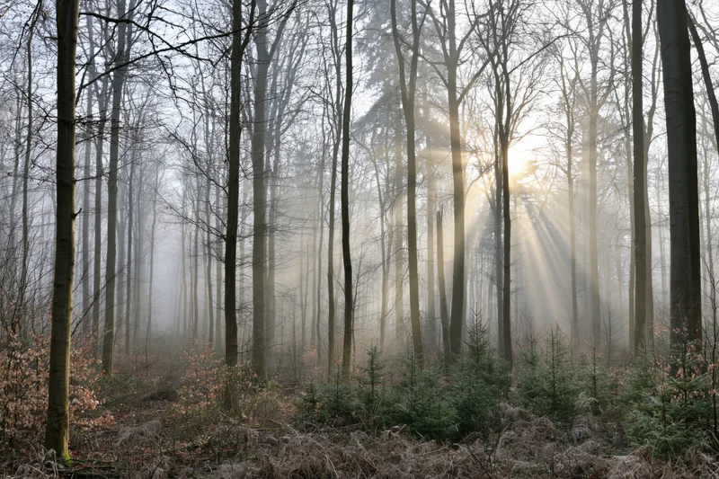 Sunbeams breaking through misty deciduous forest at dawn