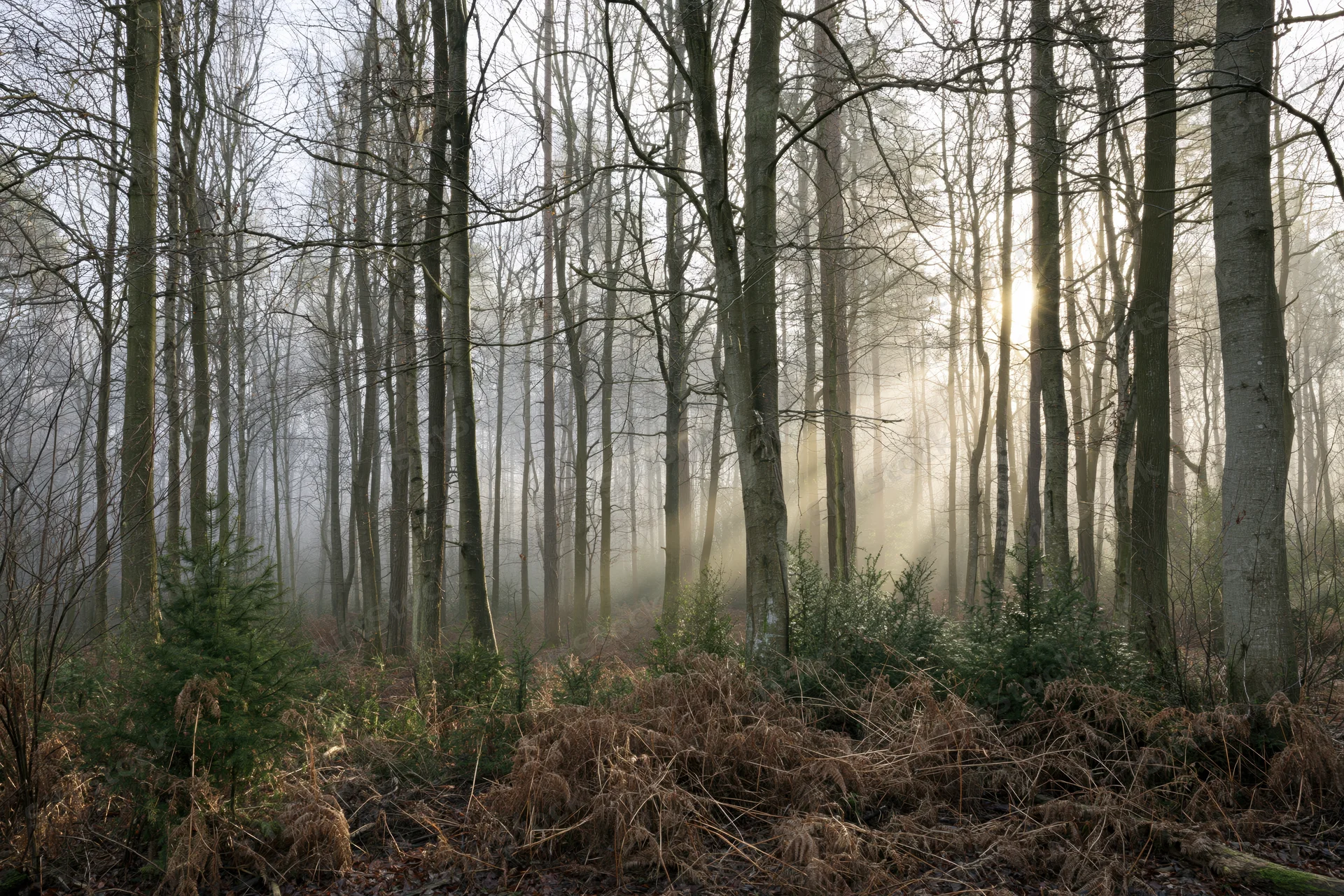 Sunbeams filtering through bare trees in a misty deciduous forest at dawn