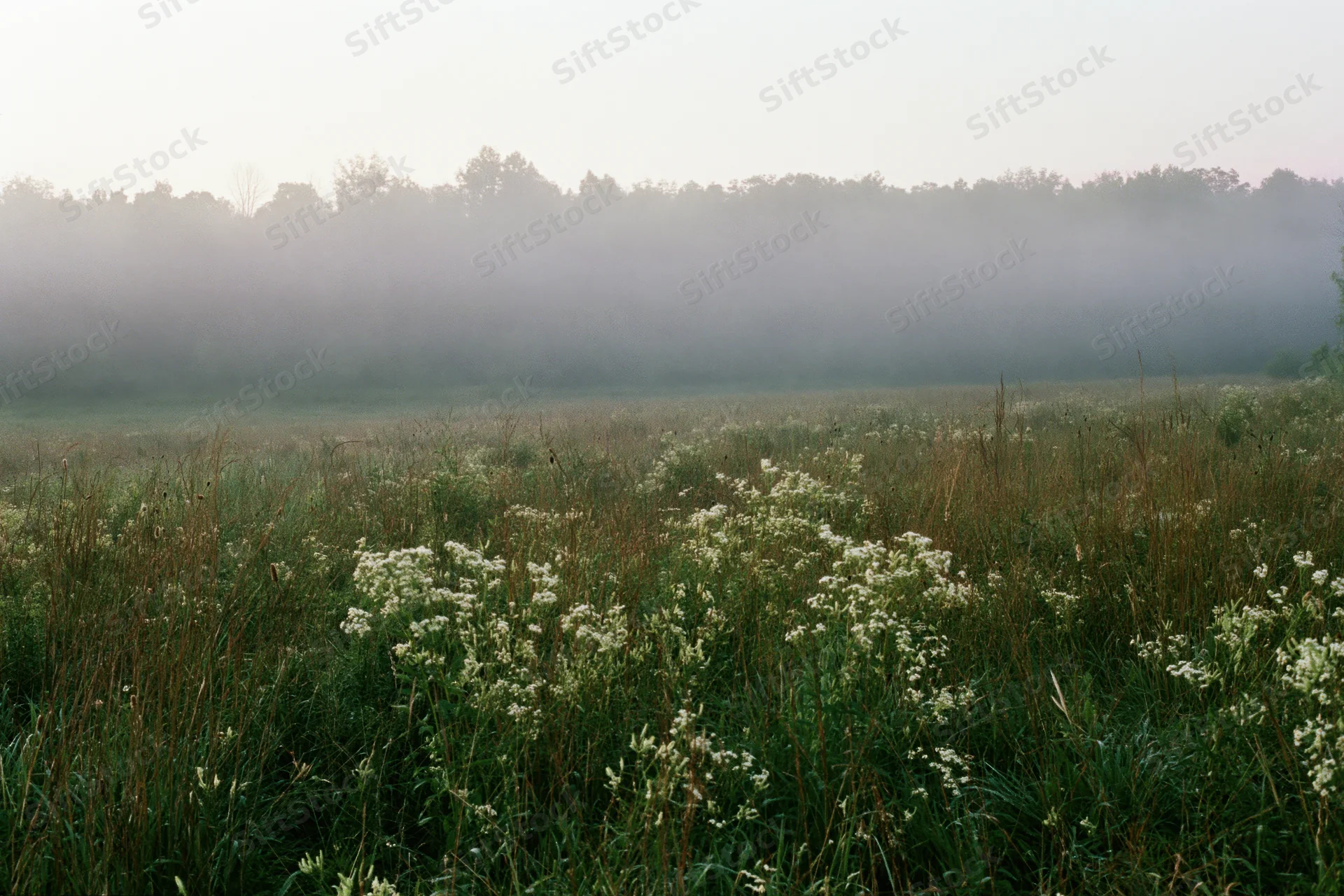 Misty meadow at dawn with tall grasses and white wildflowers in the foreground