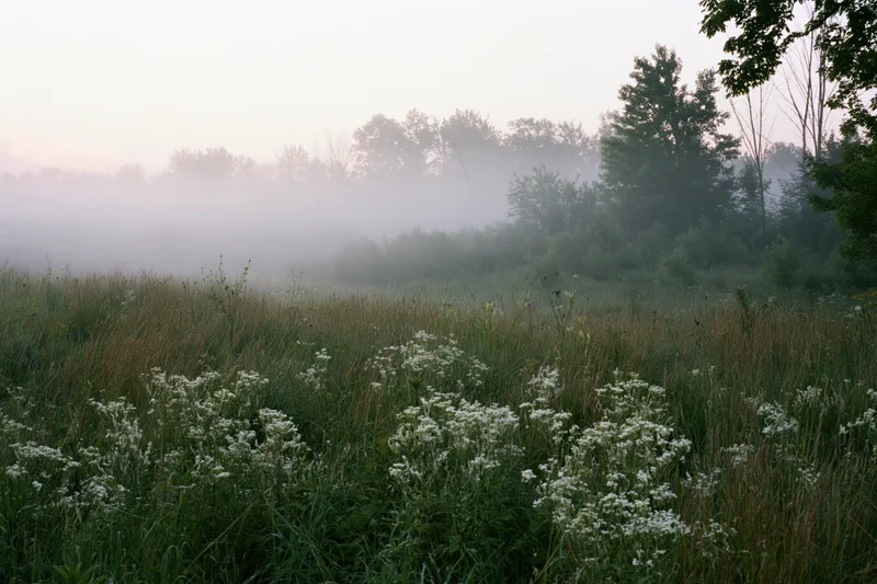 Misty meadow at dawn with tall grasses and white wildflowers in the foreground