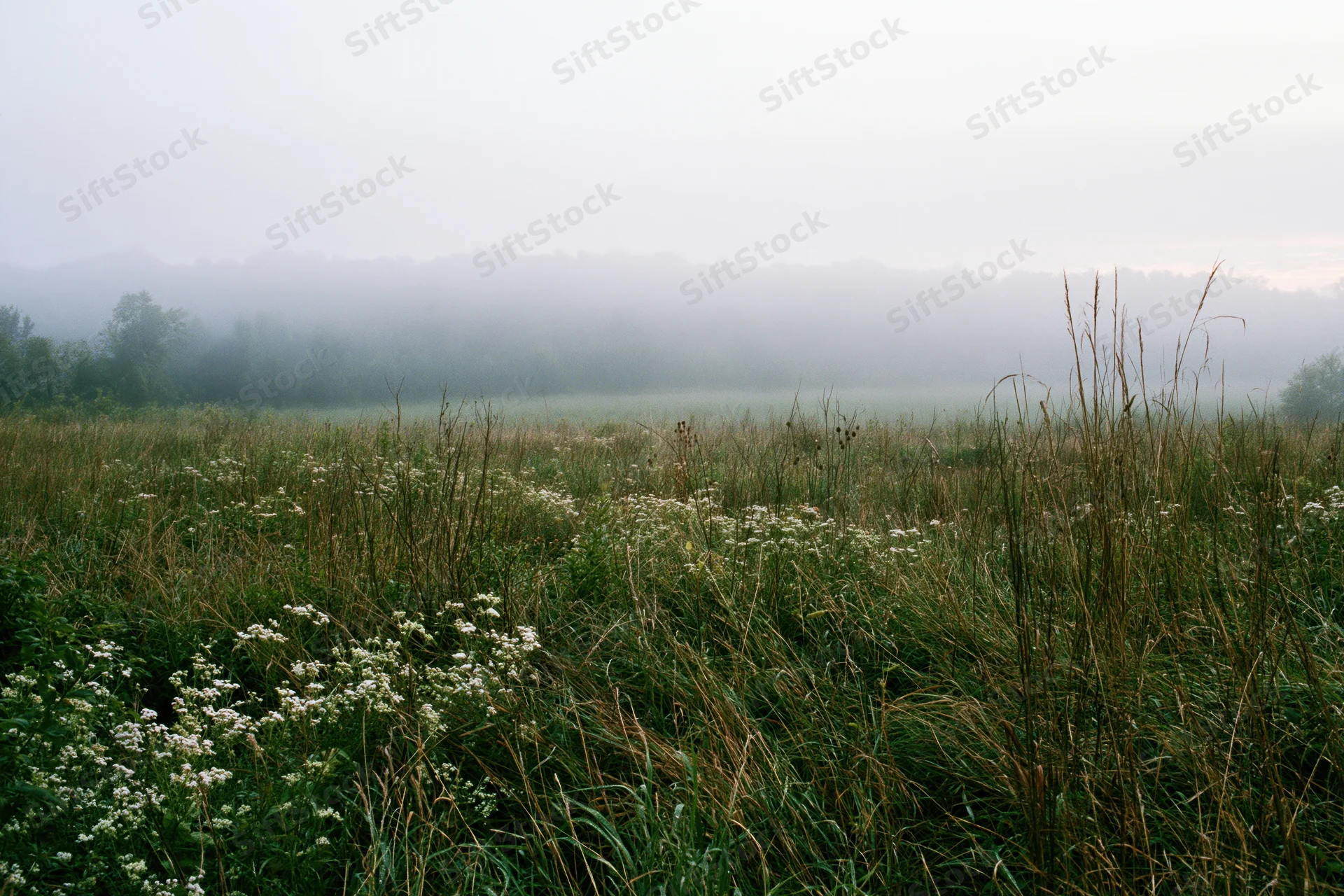 Misty meadow at dawn with tall wild grasses and white wildflowers in the foreground