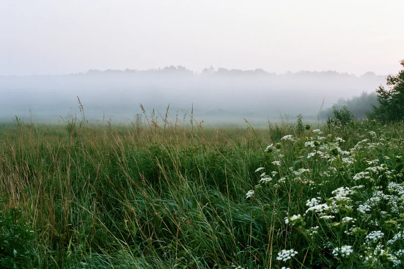 Misty meadow at dawn with tall grasses and white wildflowers in the foreground