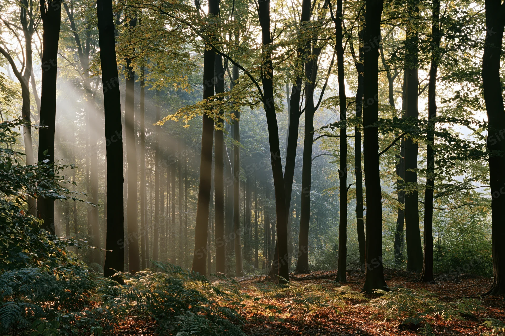 Morning sunlight filtering through misty forest trees onto forest floor with ferns and fallen leaves