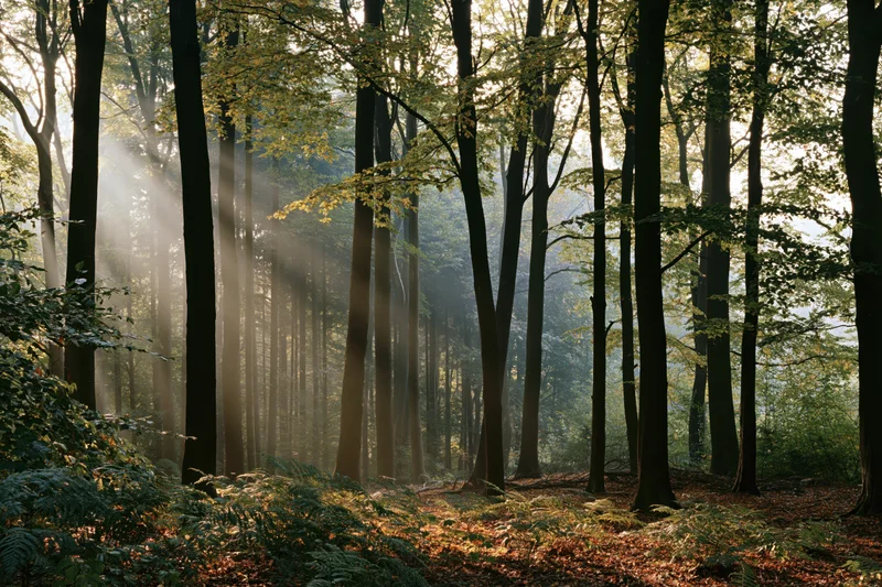 Morning sunlight filtering through misty forest trees onto forest floor with ferns and fallen leaves