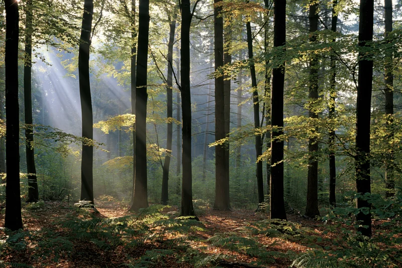 Morning sunlight filtering through misty forest trees onto the forest floor