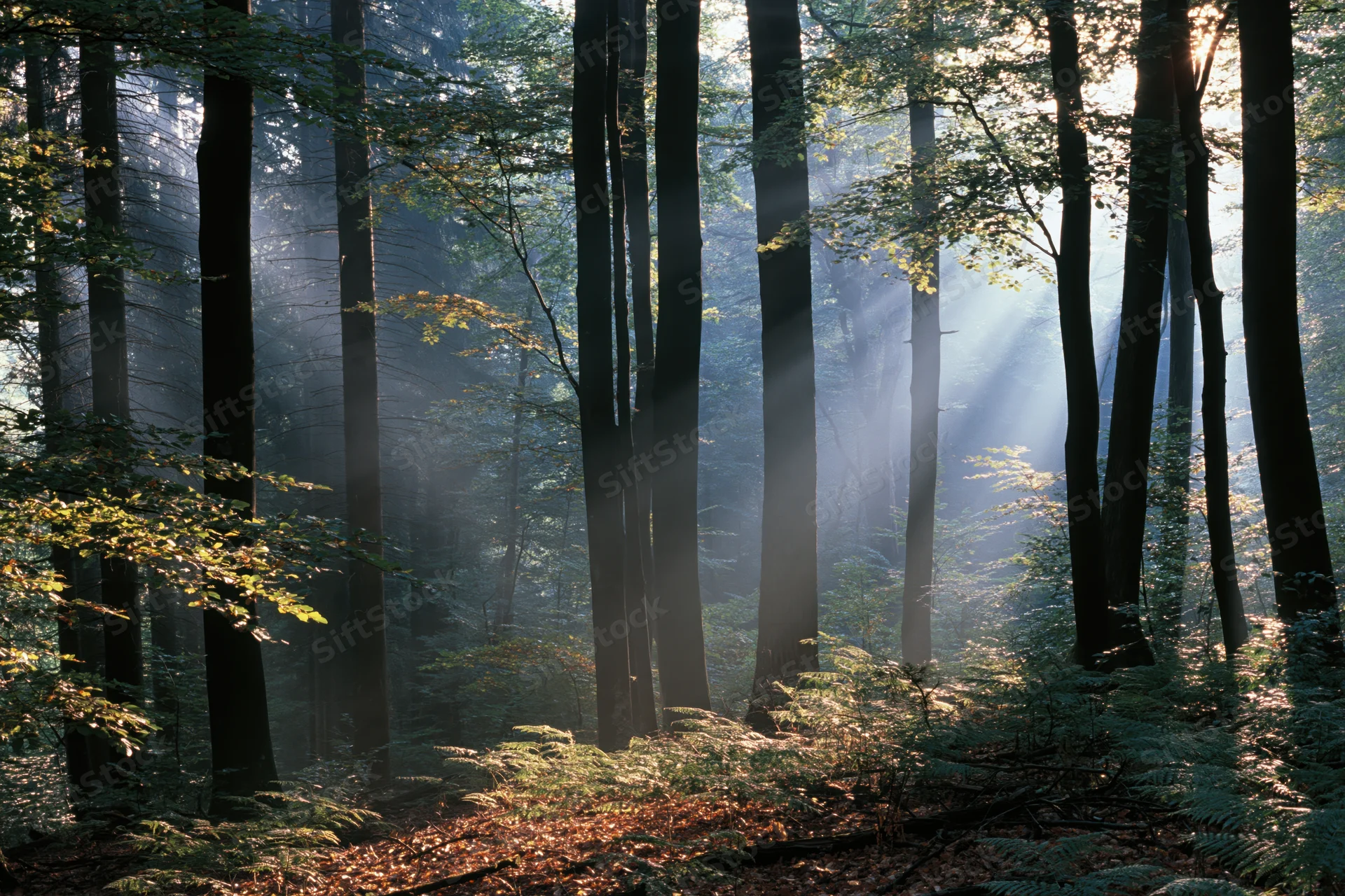 Sunlight beams through misty forest trees onto fern-covered forest floor in morning