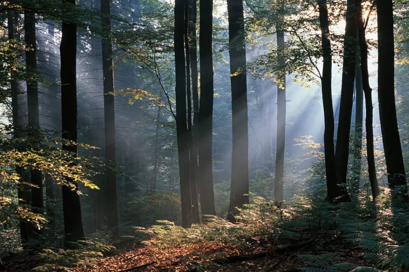 Sunlight beams through misty forest trees onto fern-covered forest floor in morning