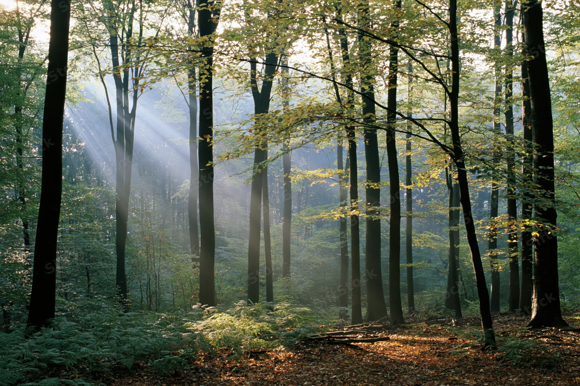 Morning sunlight filtering through misty forest trees onto the forest floor