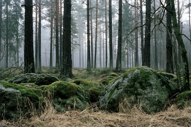 Moss-covered rocks and dry grass in a foggy pine forest