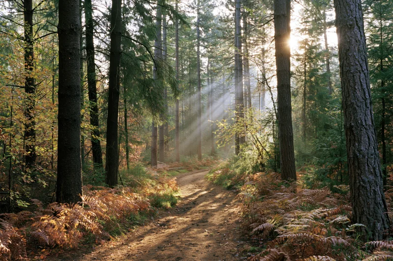 Narrow dirt path winding through tall pine and spruce trees in a sunlit forest