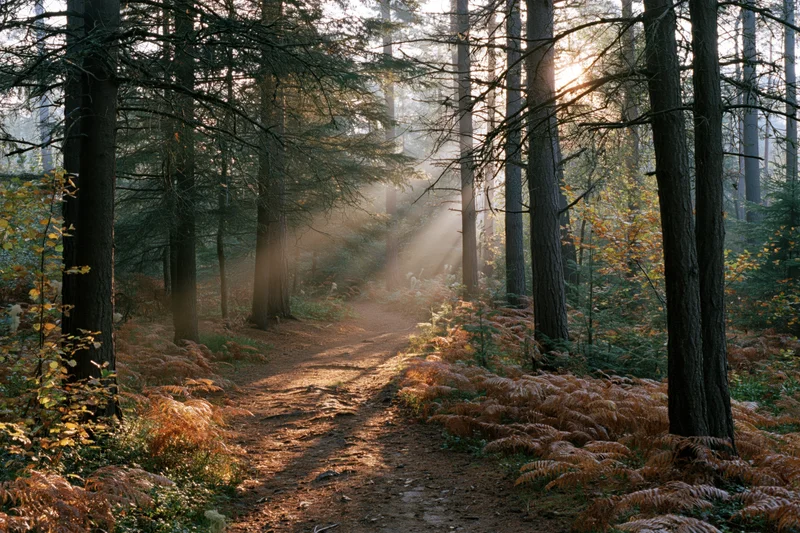 Narrow dirt path winding through tall spruce and pine trees in a misty forest at sunrise