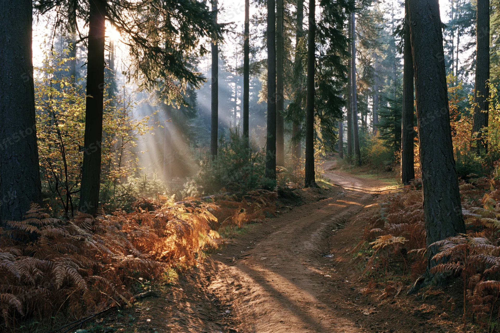 Dirt path winding through tall spruce and pine trees in a sunlit forest with ferns and dappled light