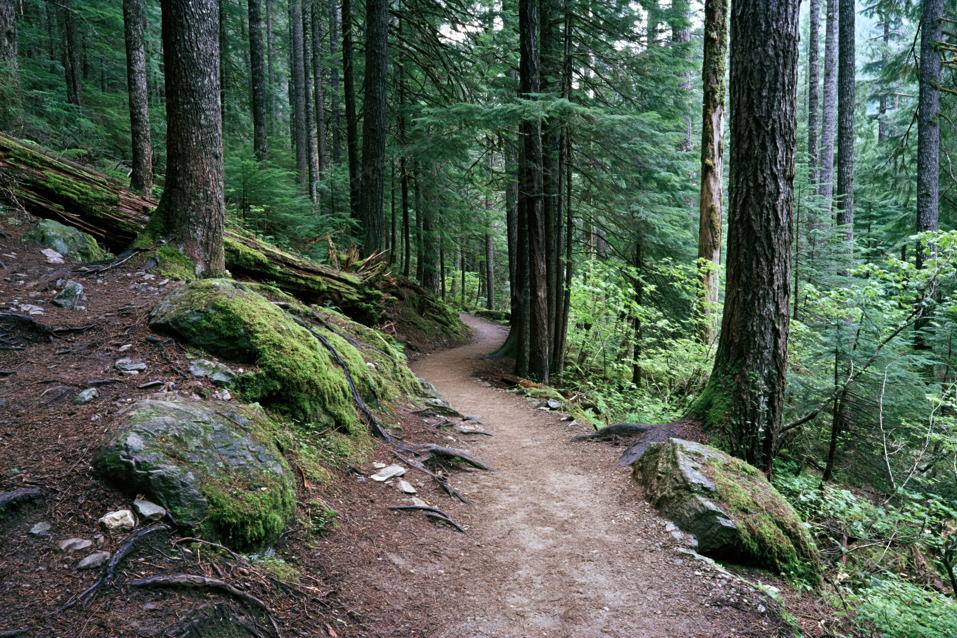 Narrow dirt hiking trail winding through dense forest with moss-covered rocks and tall evergreen trees