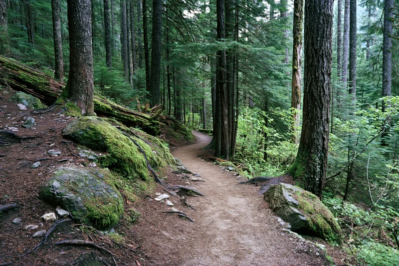 Narrow dirt hiking trail winding through dense forest with moss-covered rocks and tall evergreen trees