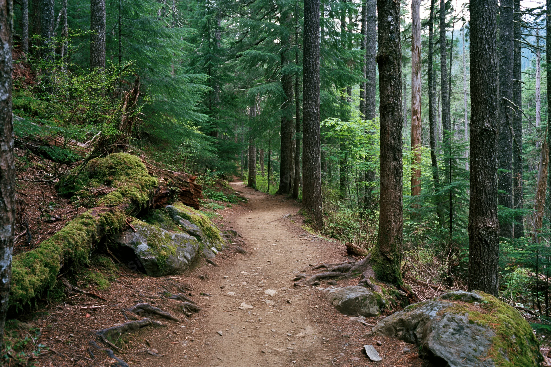Narrow dirt hiking trail winding through dense forest with moss-covered rocks and tall pine trees