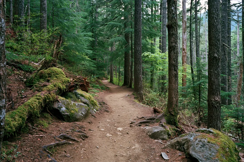 Narrow dirt hiking trail winding through dense forest with moss-covered rocks and tall pine trees