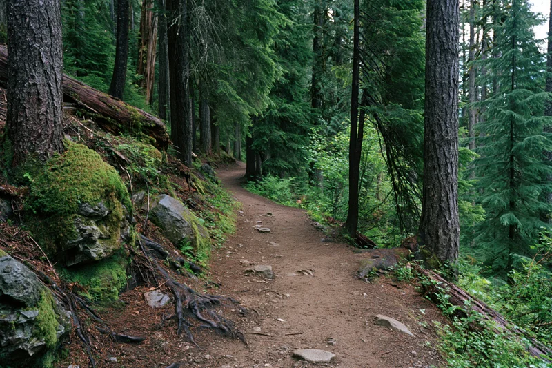 Narrow dirt hiking trail winding through dense evergreen forest with moss-covered rocks and tree roots on a sloped terrain
