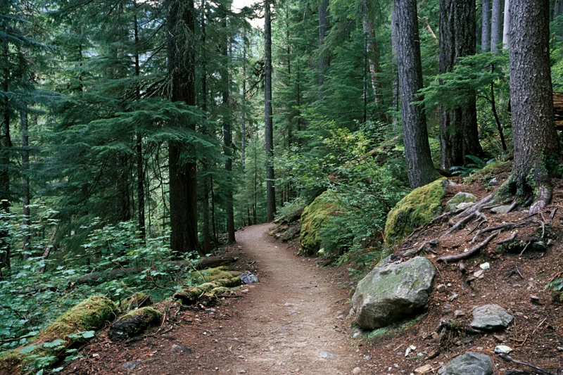 Narrow dirt trail winding through dense evergreen forest with moss-covered rocks and tree roots