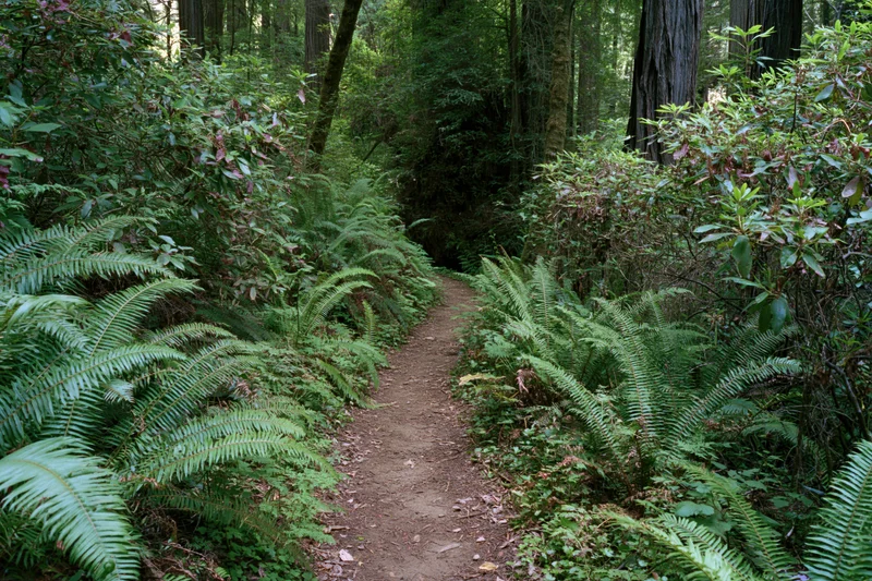 Narrow dirt trail winding through dense old-growth forest with ferns and tall trees
