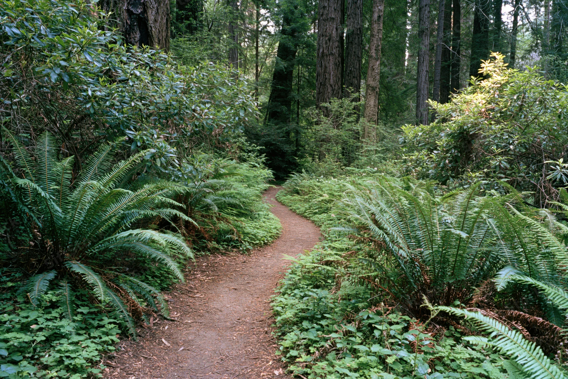 Narrow dirt hiking trail winding through dense old-growth redwood forest with ferns and undergrowth